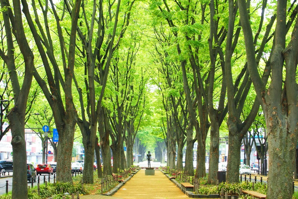 ◎杜の都をここで感じよう！「定禅寺通」4575230